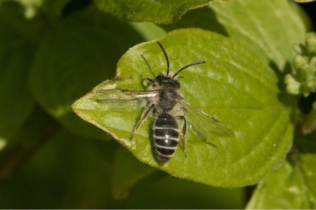 Hymenoptera da determinare