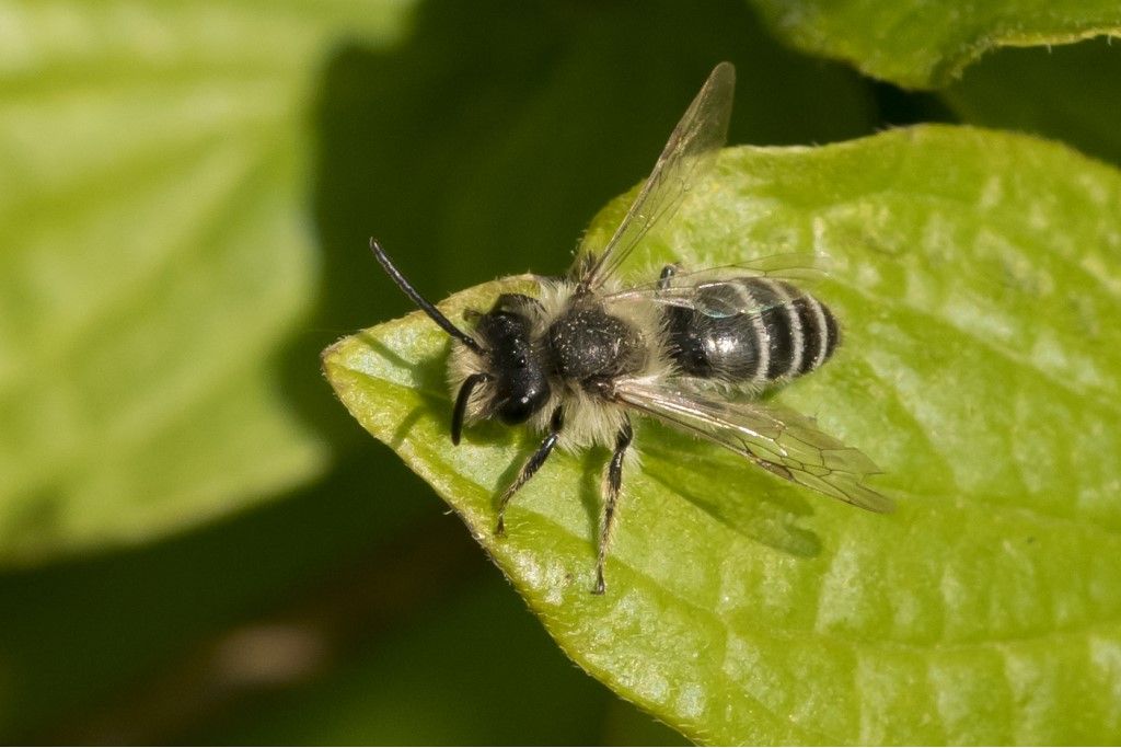 Hymenoptera da determinare