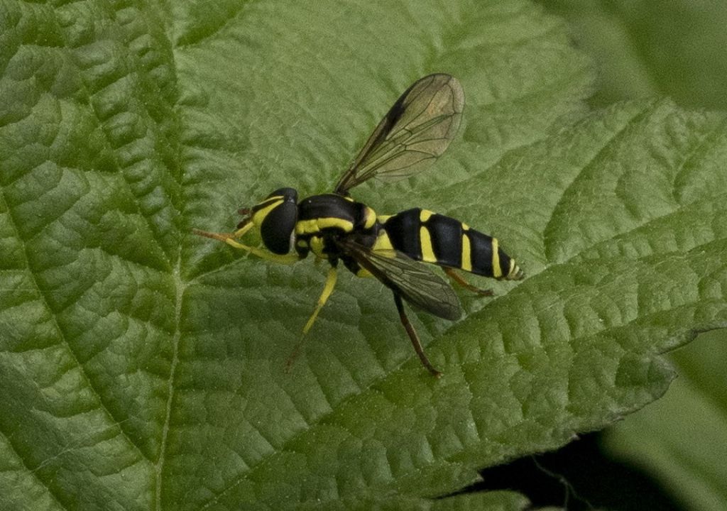 Syrphidae da determinare