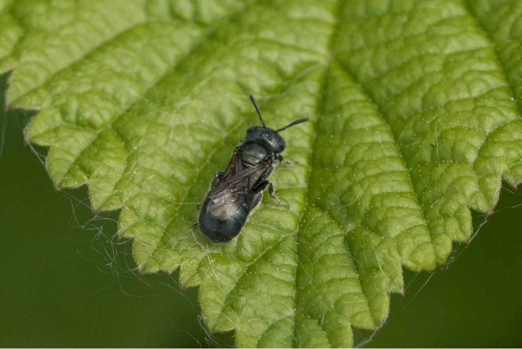 Aiuto per identificazione diptera