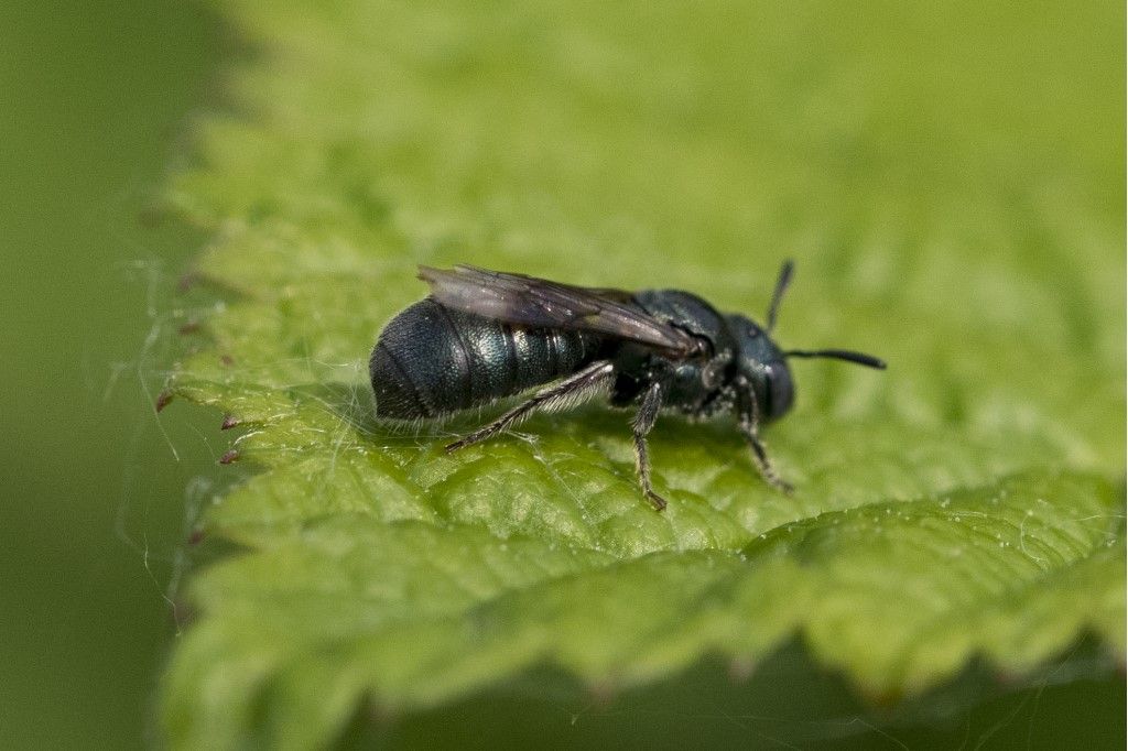 Aiuto per identificazione diptera