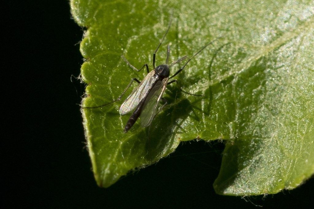 Diptera  probabilmente Chironomidae da identificare