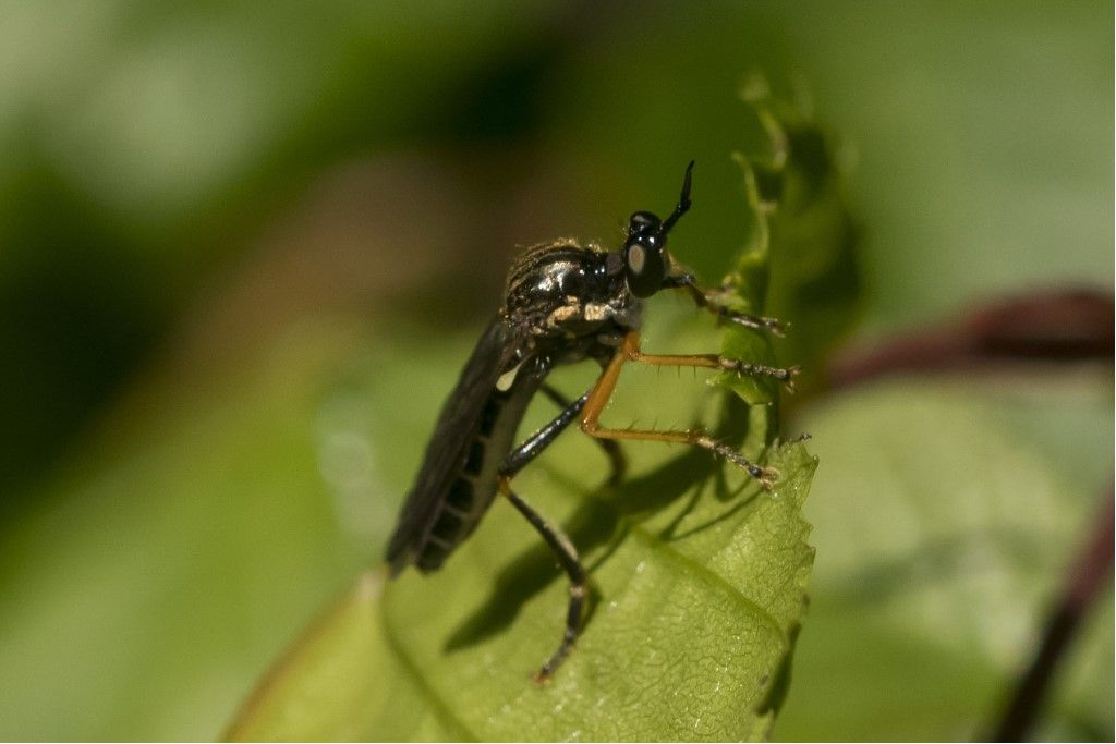 Diptera probabilmente ASILIDAE da determinare