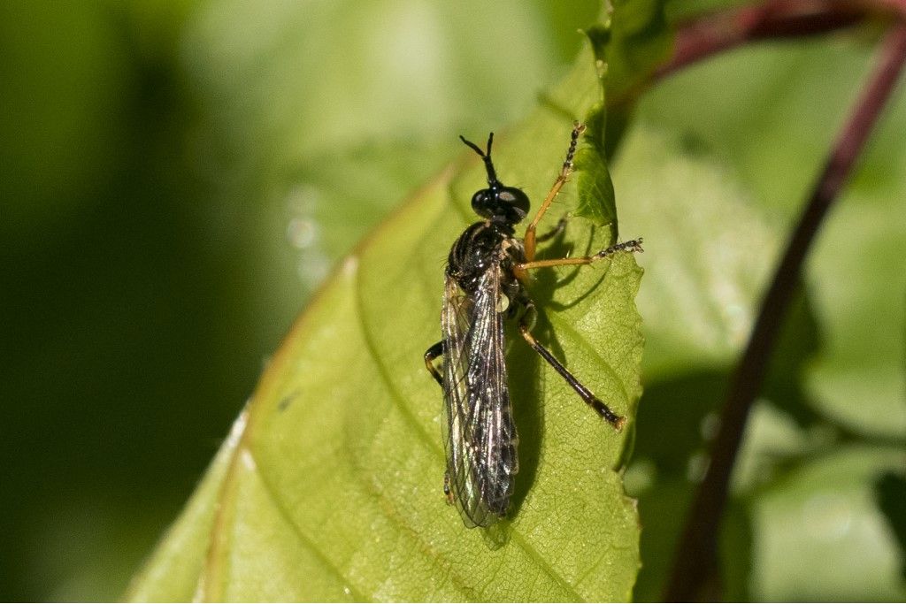 Diptera probabilmente ASILIDAE da determinare