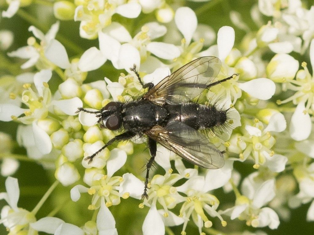 Diptera da determinare