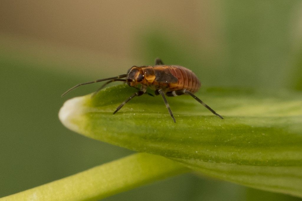 Neanide  di heteroptera ?