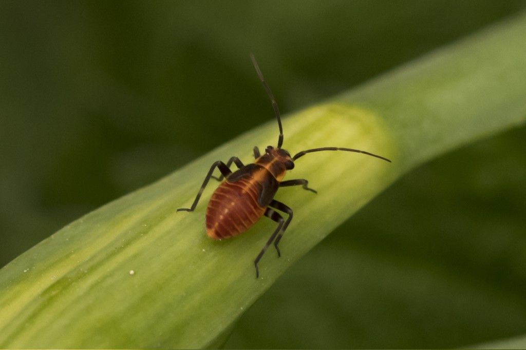 Neanide  di heteroptera ?