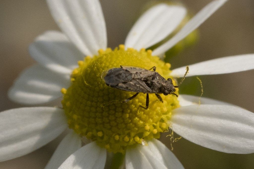 Nysius sp. della campagna cremasca (CR)