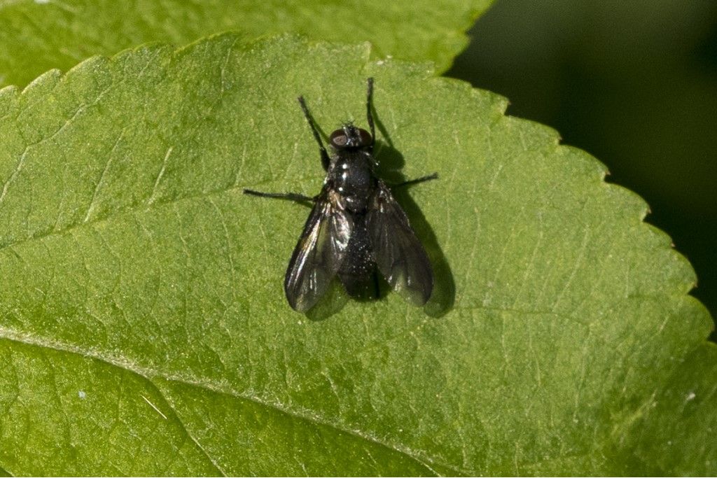 Possibile Rhinophoride da identificare Paykullia maculata ?