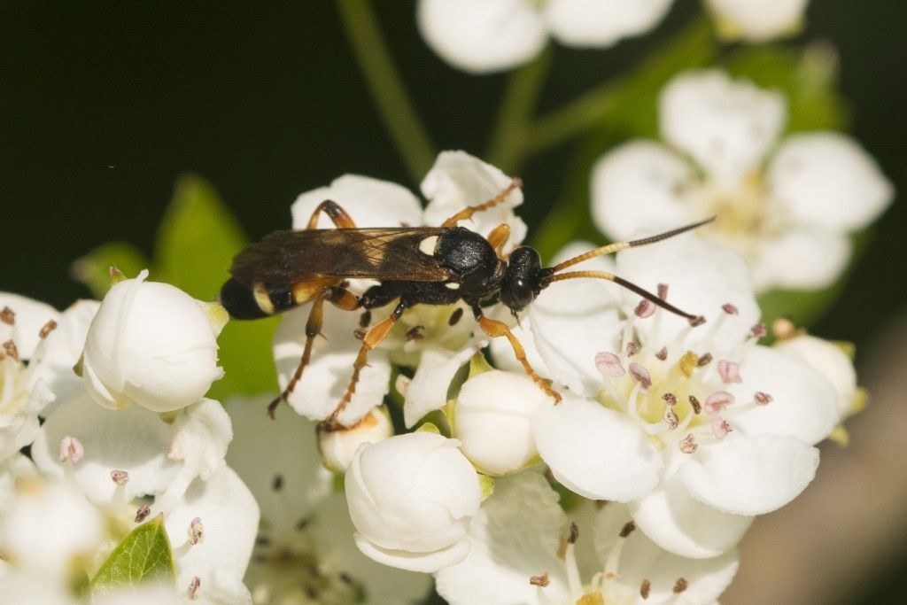 Ichneumonidae da identificare