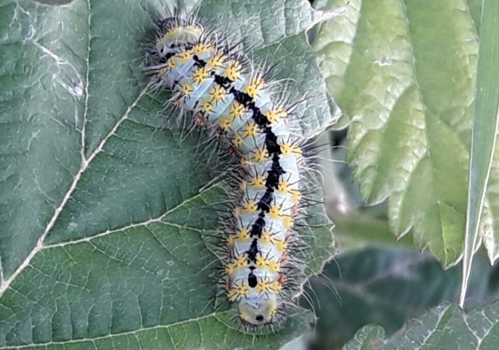 Bruco da identificare - Saturnia pavoniella