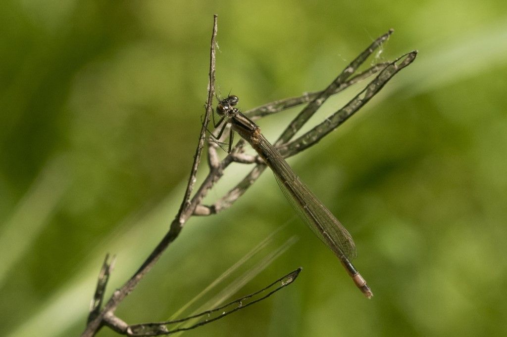 Odonata da identificare - Ischnura elegans