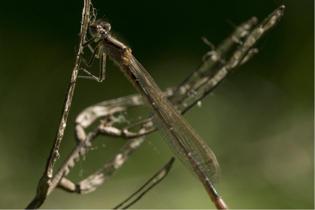 Odonata da identificare - Ischnura elegans