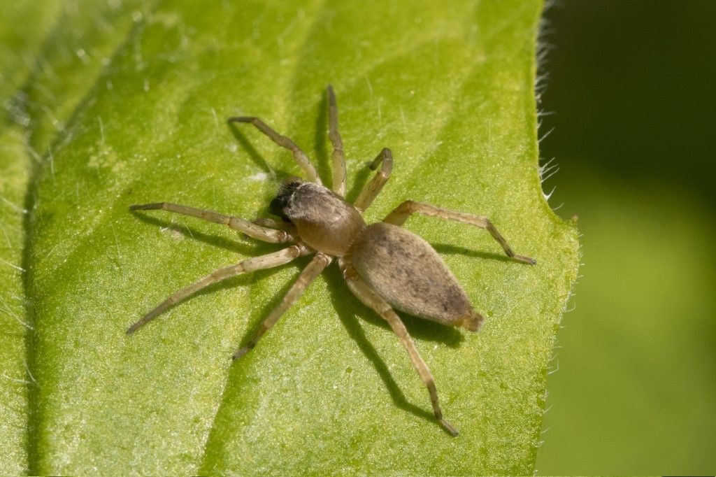 Aiuto per identificazione