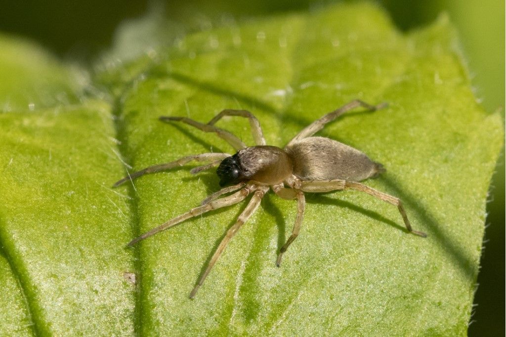 Aiuto per identificazione