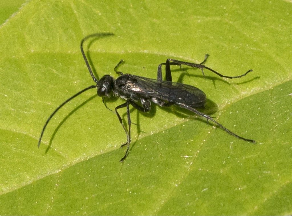 Pompilidae da determinare.