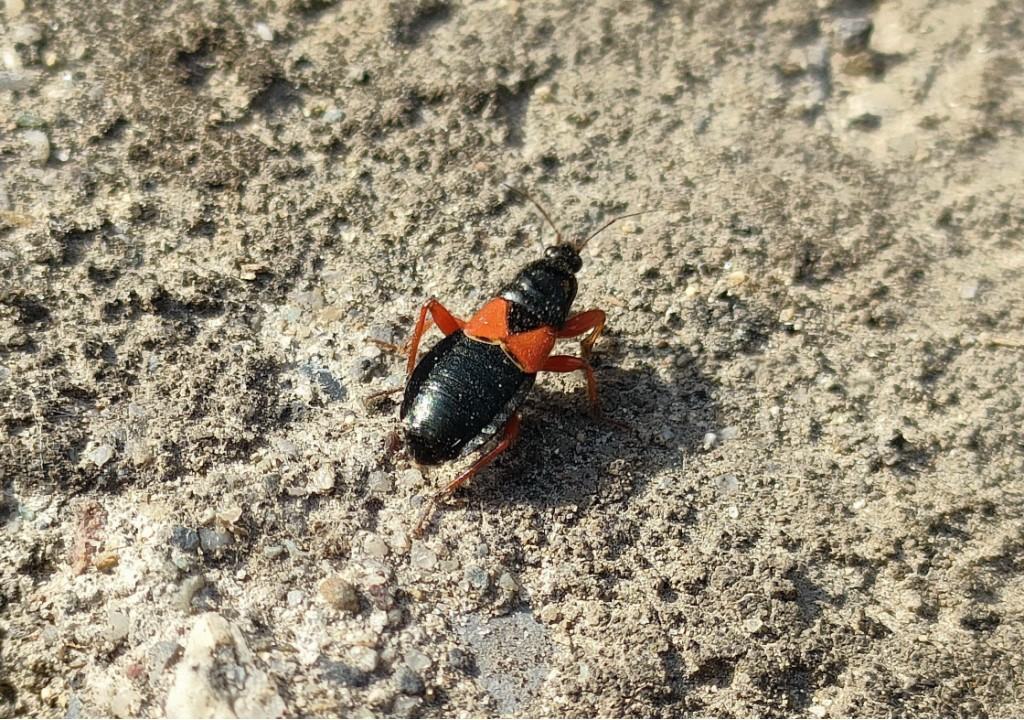 Prostemma guttula (Nabidae) della campagna cremasca (CR)