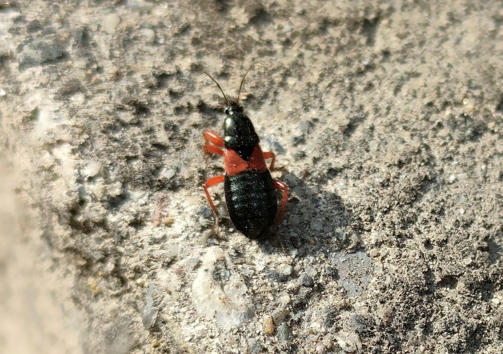 Prostemma guttula (Nabidae) della campagna cremasca (CR)