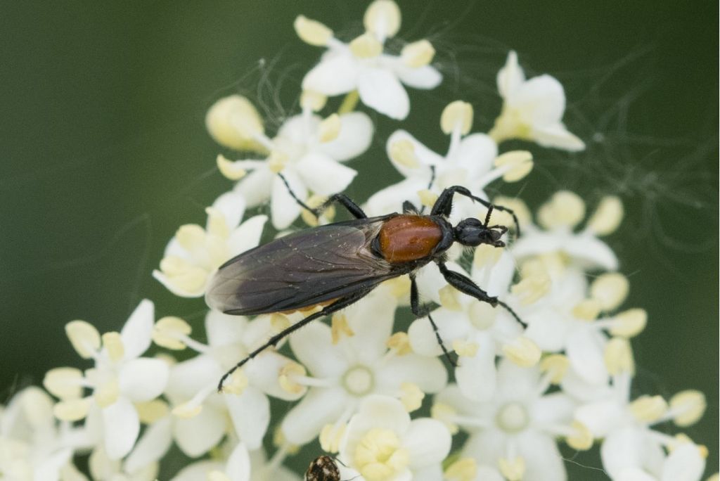 Bibionidae da identificare