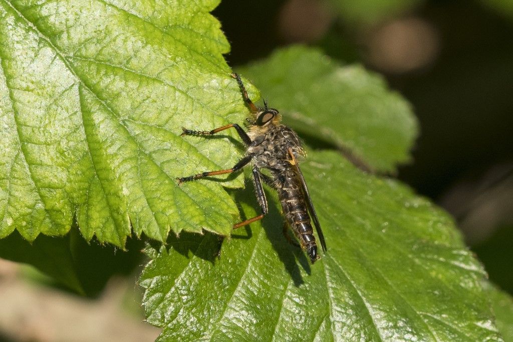 Asilidae da identificare