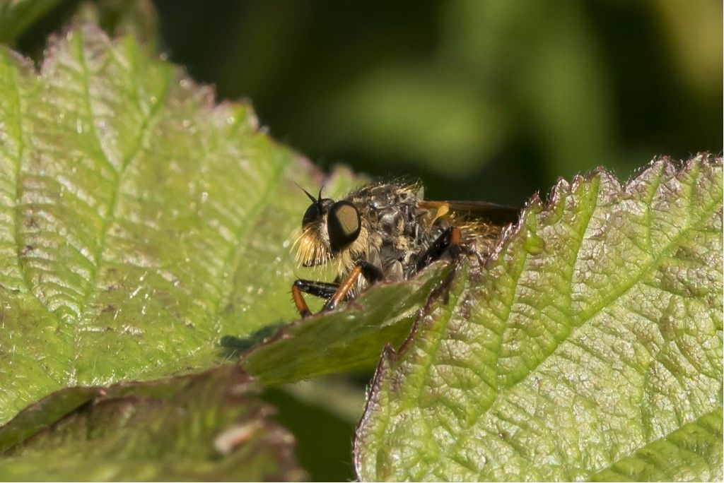 Asilidae da identificare