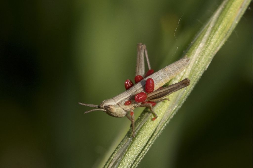 Neanide infettato da qualche parassita ?