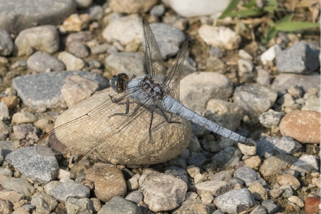 Orthetrum brunneum ? - S