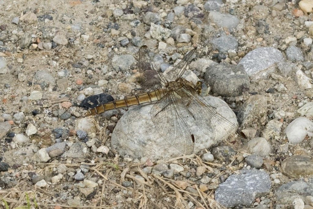 Orthetrum brunneum ? - S