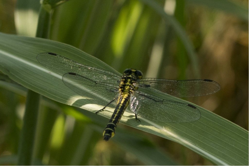 Aiuto per identificazione: Gomphus vulgatissimus