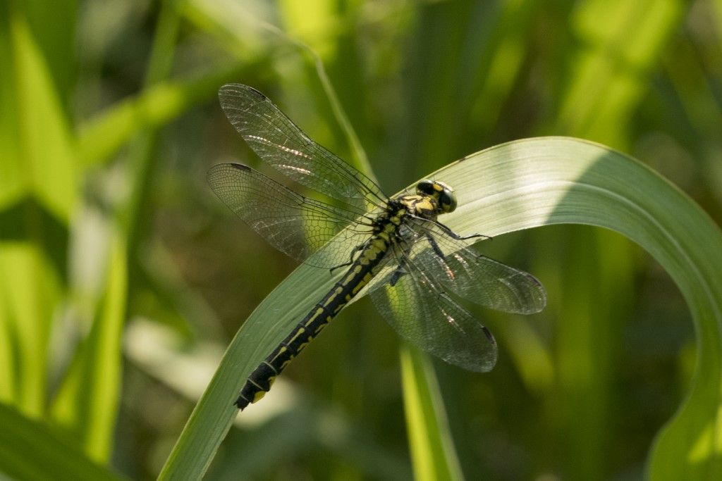 Aiuto per identificazione: Gomphus vulgatissimus