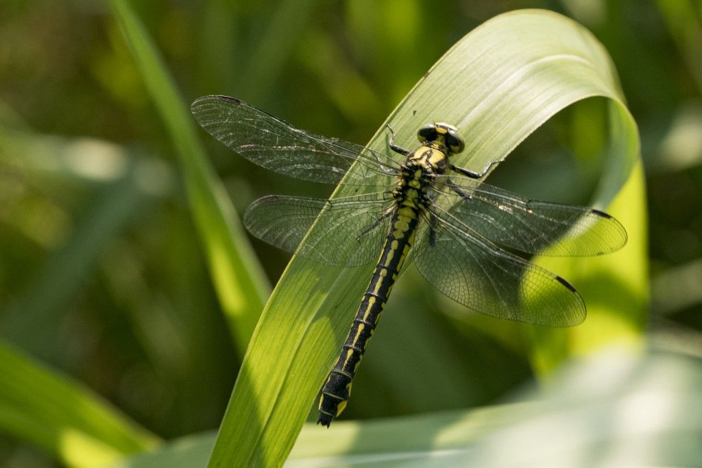 Aiuto per identificazione: Gomphus vulgatissimus