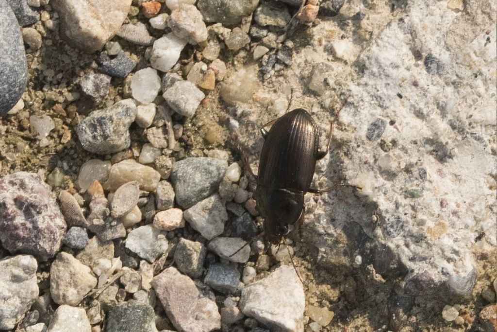 Carabidae da ID: Amara aenea e Harpalus sp.