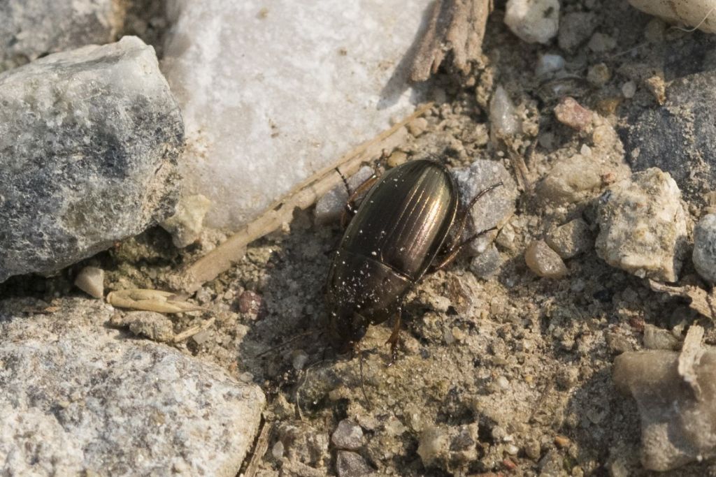 Carabidae da ID: Amara aenea e Harpalus sp.