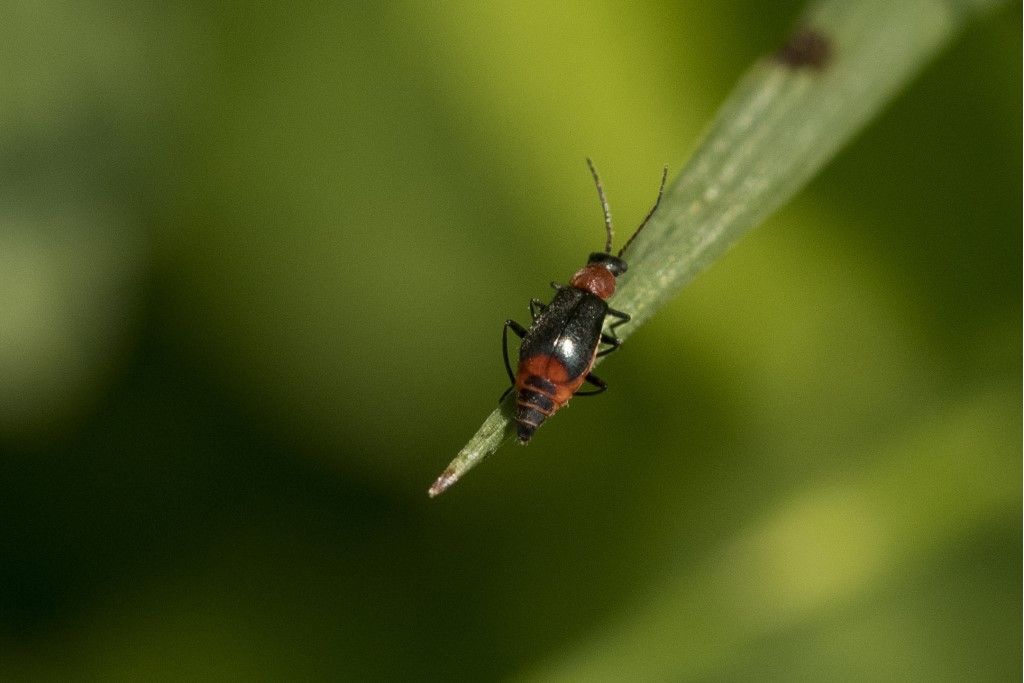 Malachiidae: Attalus minimus o ... altro.