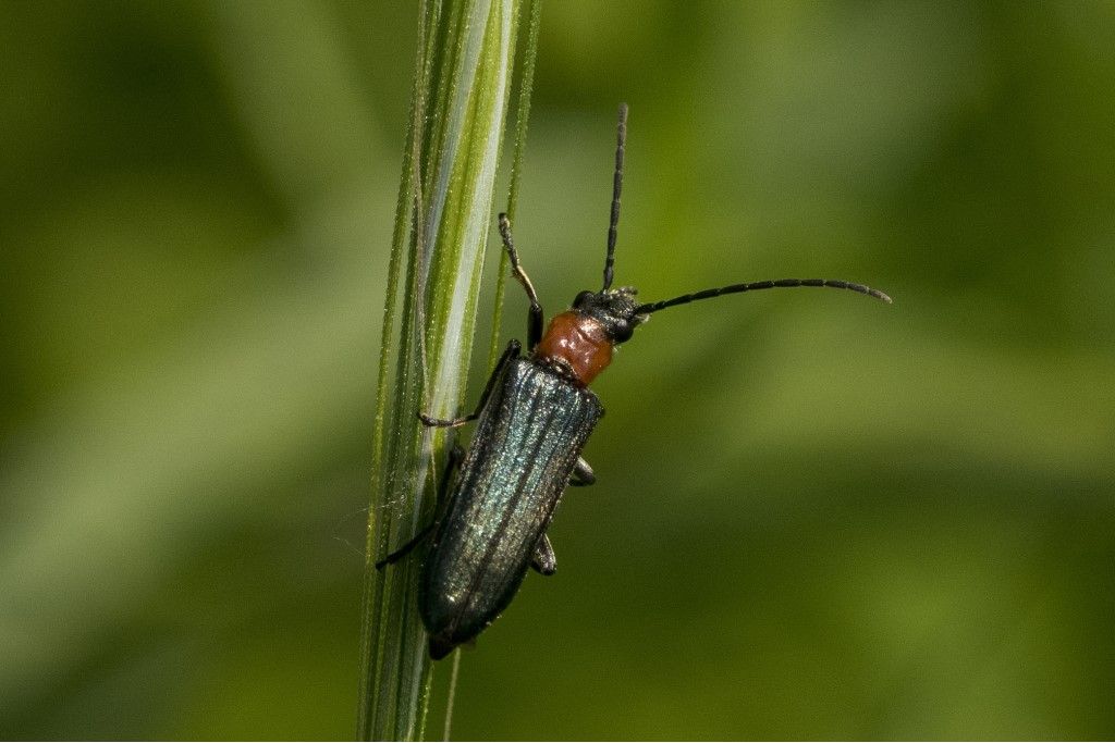 Oedemeridae: Anogcodes ruficollis? S, femmina