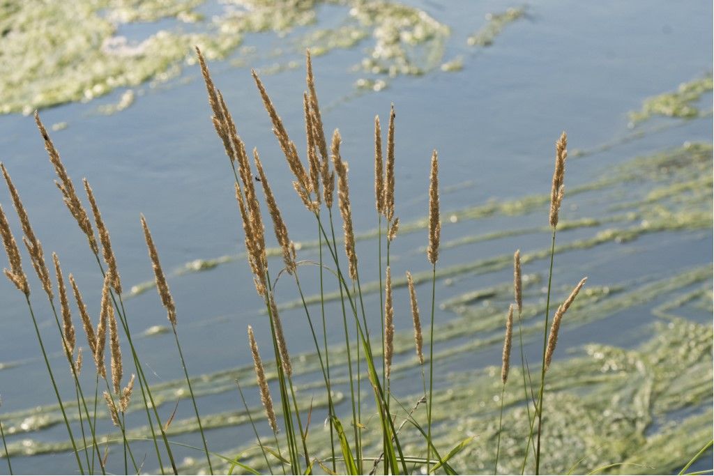 Poaceae da identificare