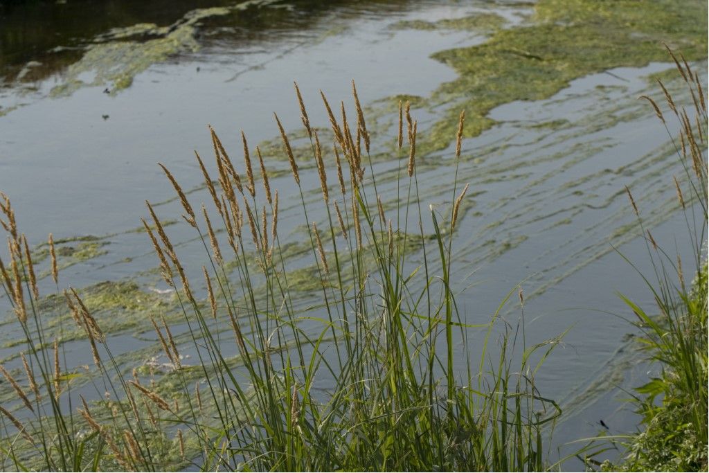 Poaceae da identificare