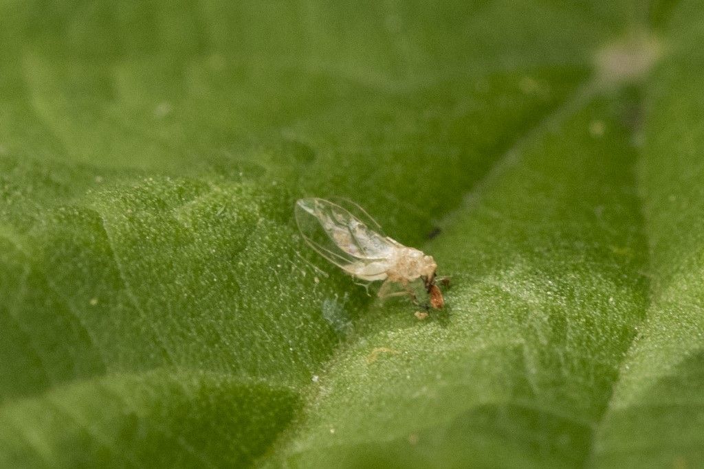 Neanide di Homoptera ?