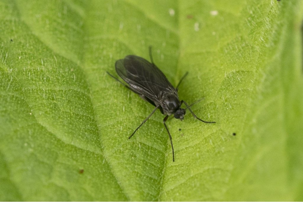 Aiuto per identificazione diptera