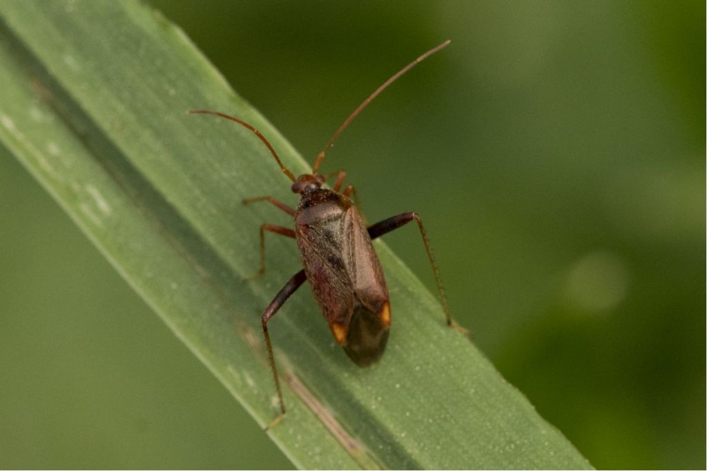 Aiuto identificazione miridae