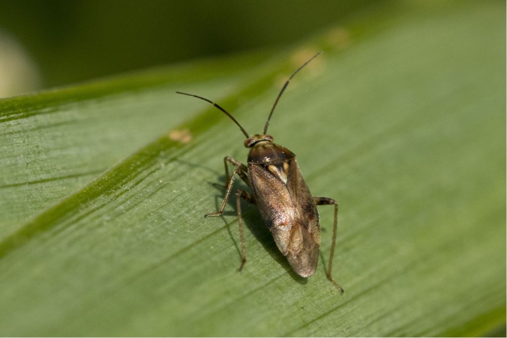 Lygus rugulipennis ?