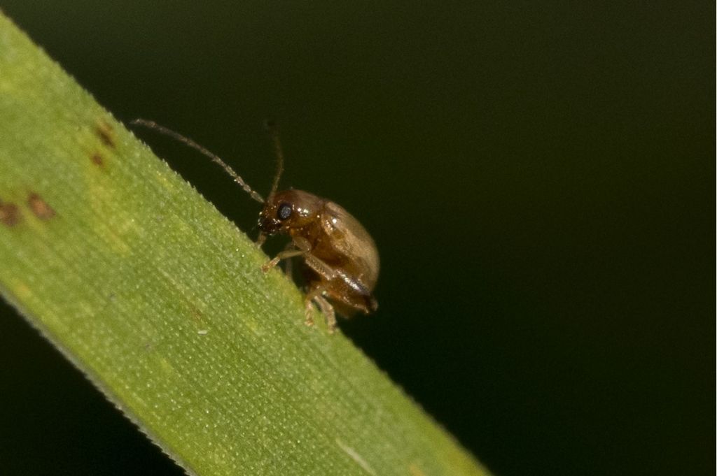 Chrysomelidae: Longitarsus sp.