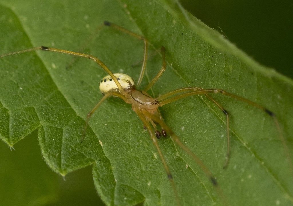 Aiuto per identificazione Enoplognatha ovata ?