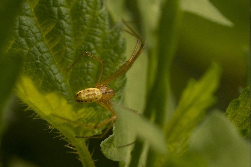 Aiuto per identificazione Enoplognatha ovata ?