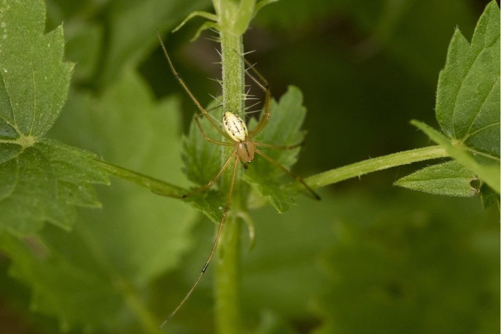 Aiuto per identificazione Enoplognatha ovata ?