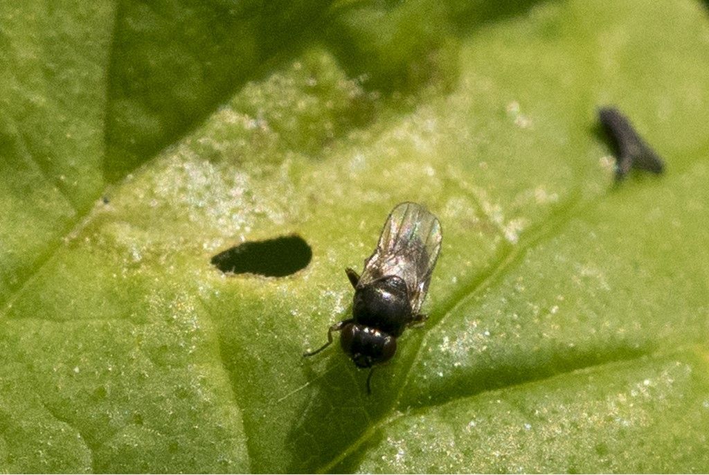 Diptera da determinare