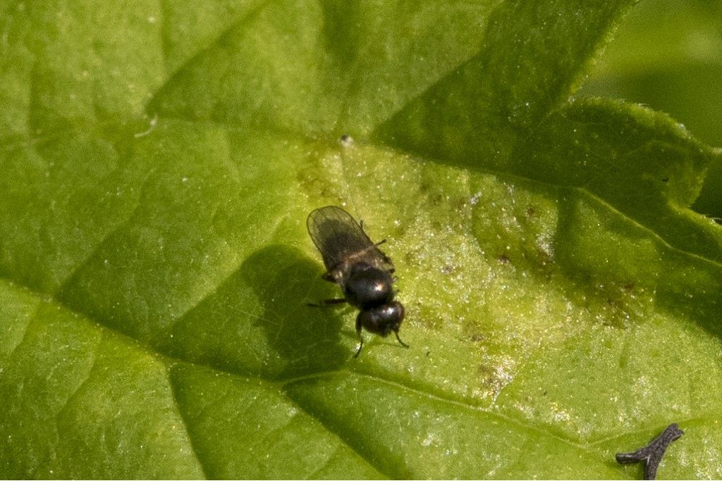 Diptera da determinare