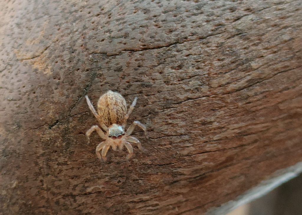 Salticidae da identificare