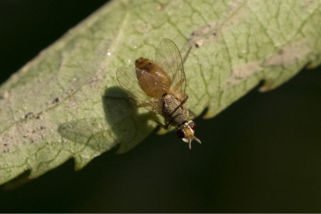 Diptera da identificare