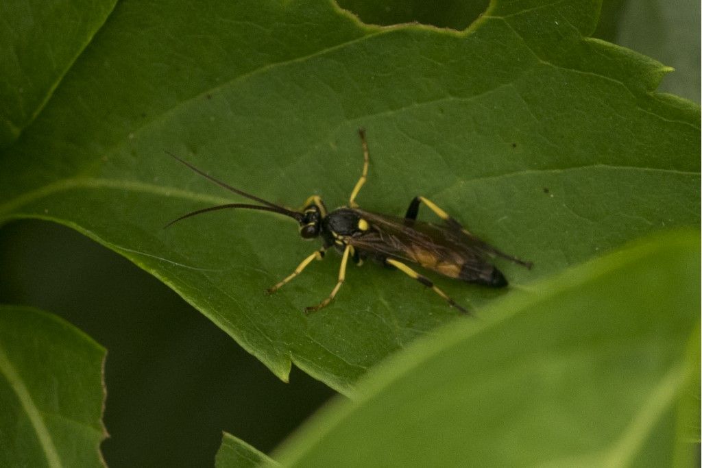 Hymenoptera (Ichneumonidae) da determinare